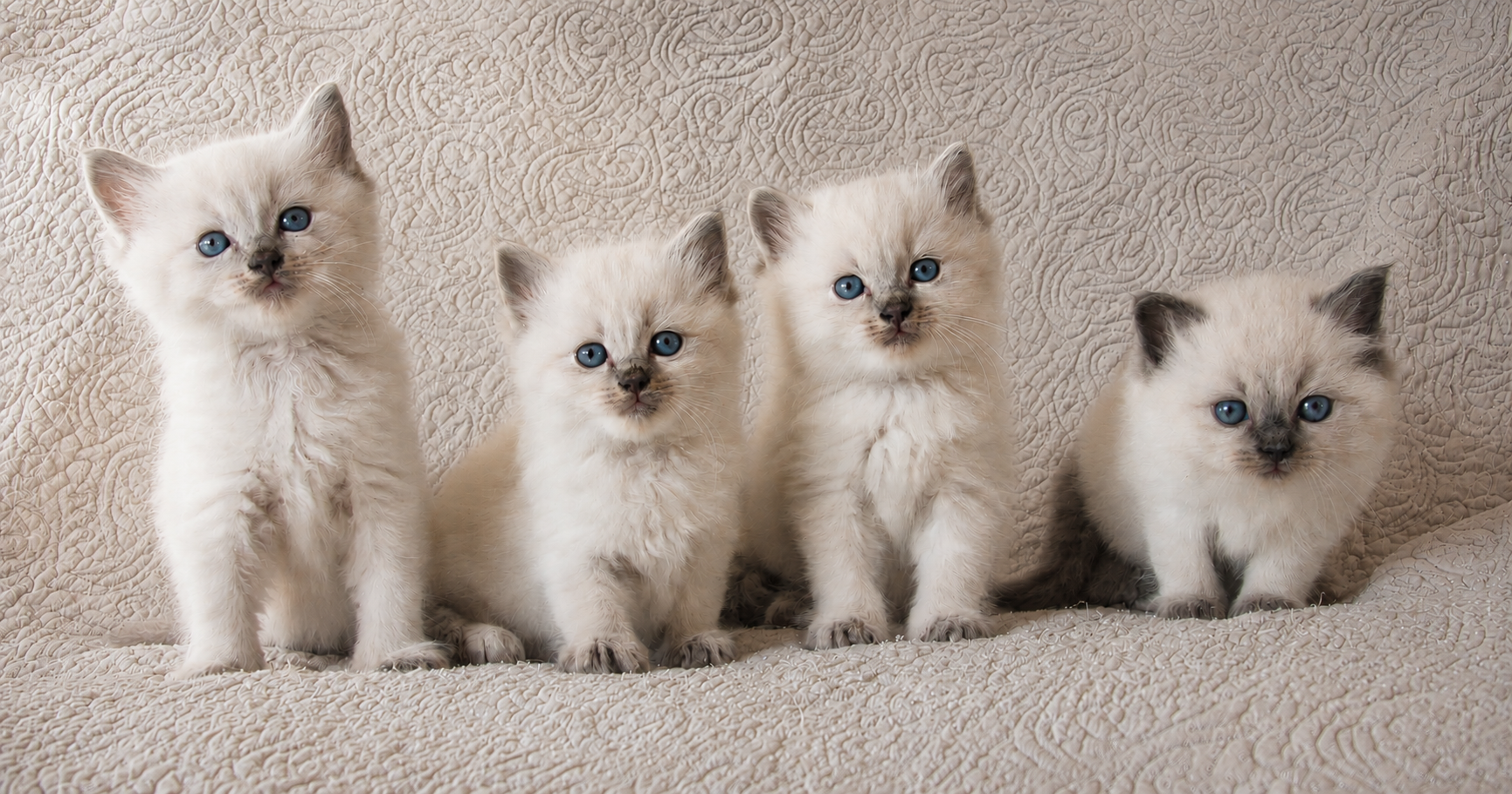 gatitos ragdoll alineados