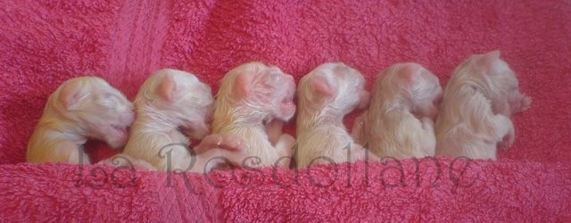 Venus with kittens