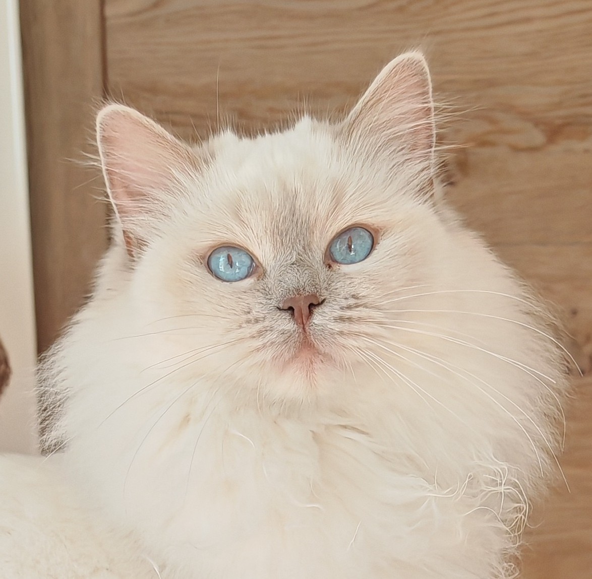 Xena de La Rosdollane