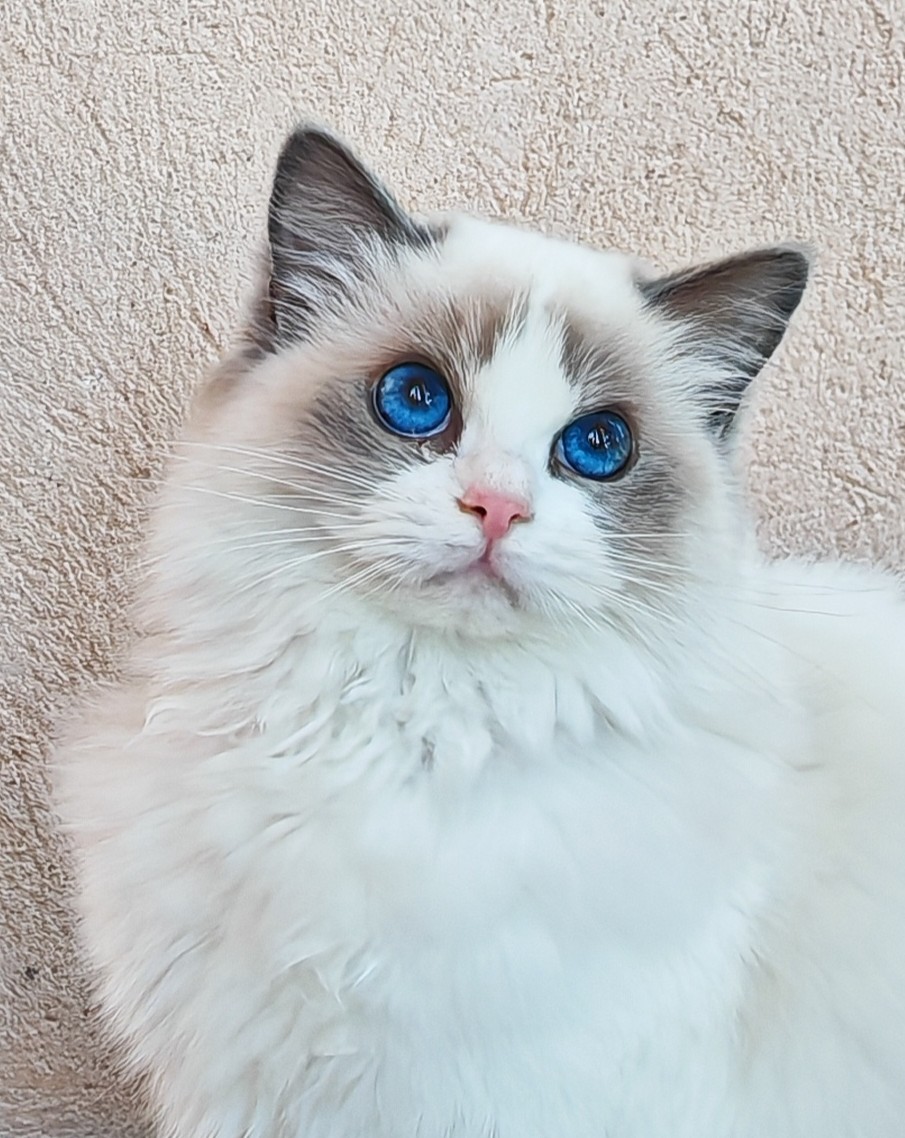 femelle ragdoll reproductrice blue bicolore
