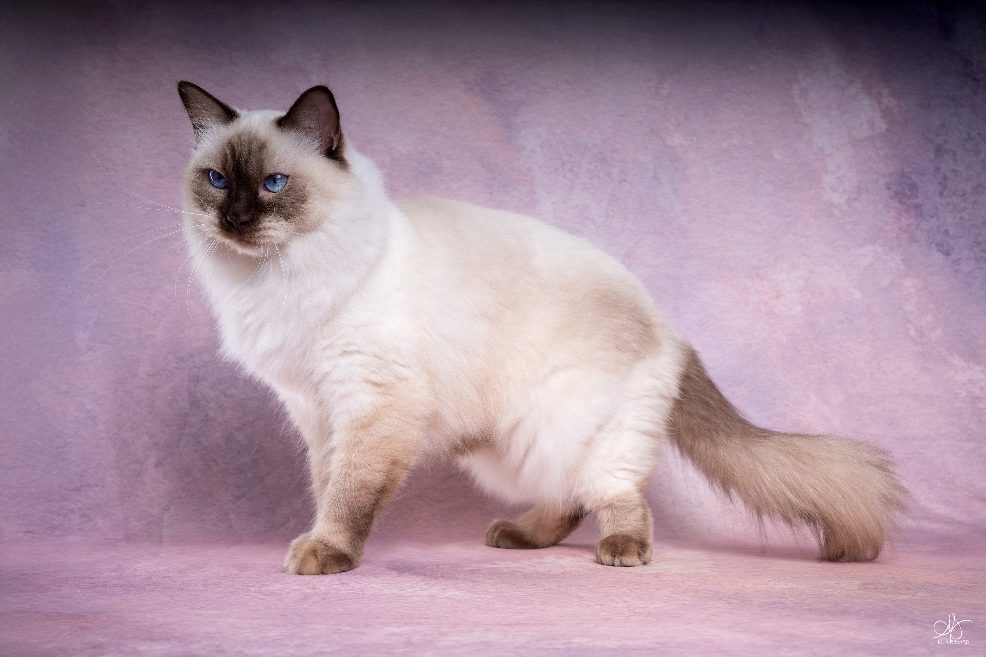 ragdoll chocolate point