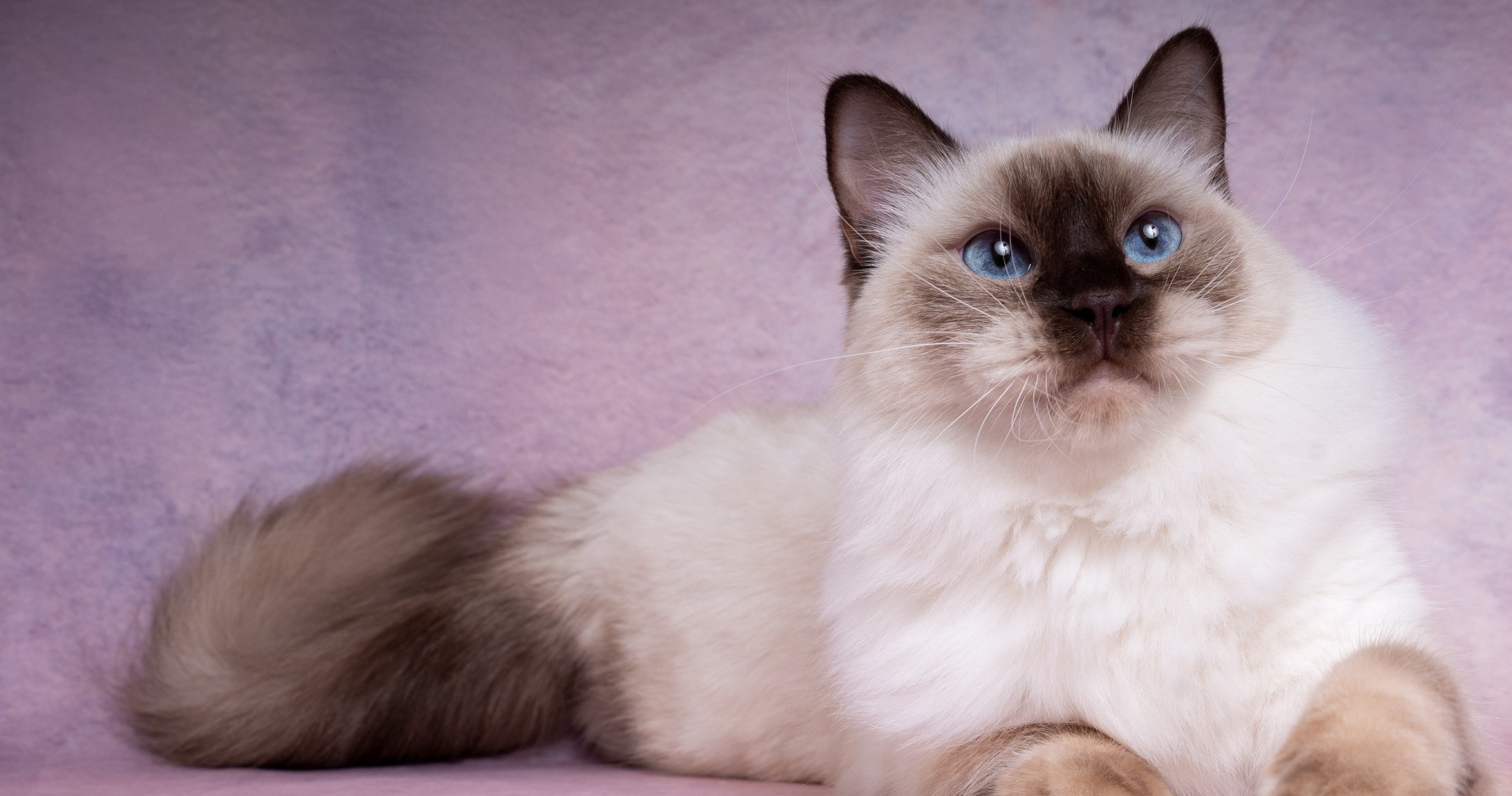 ragdoll stud lilac mitted