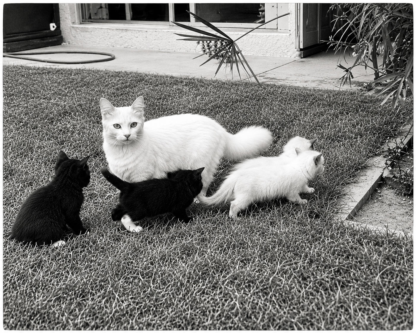 Josephine et ses chatons