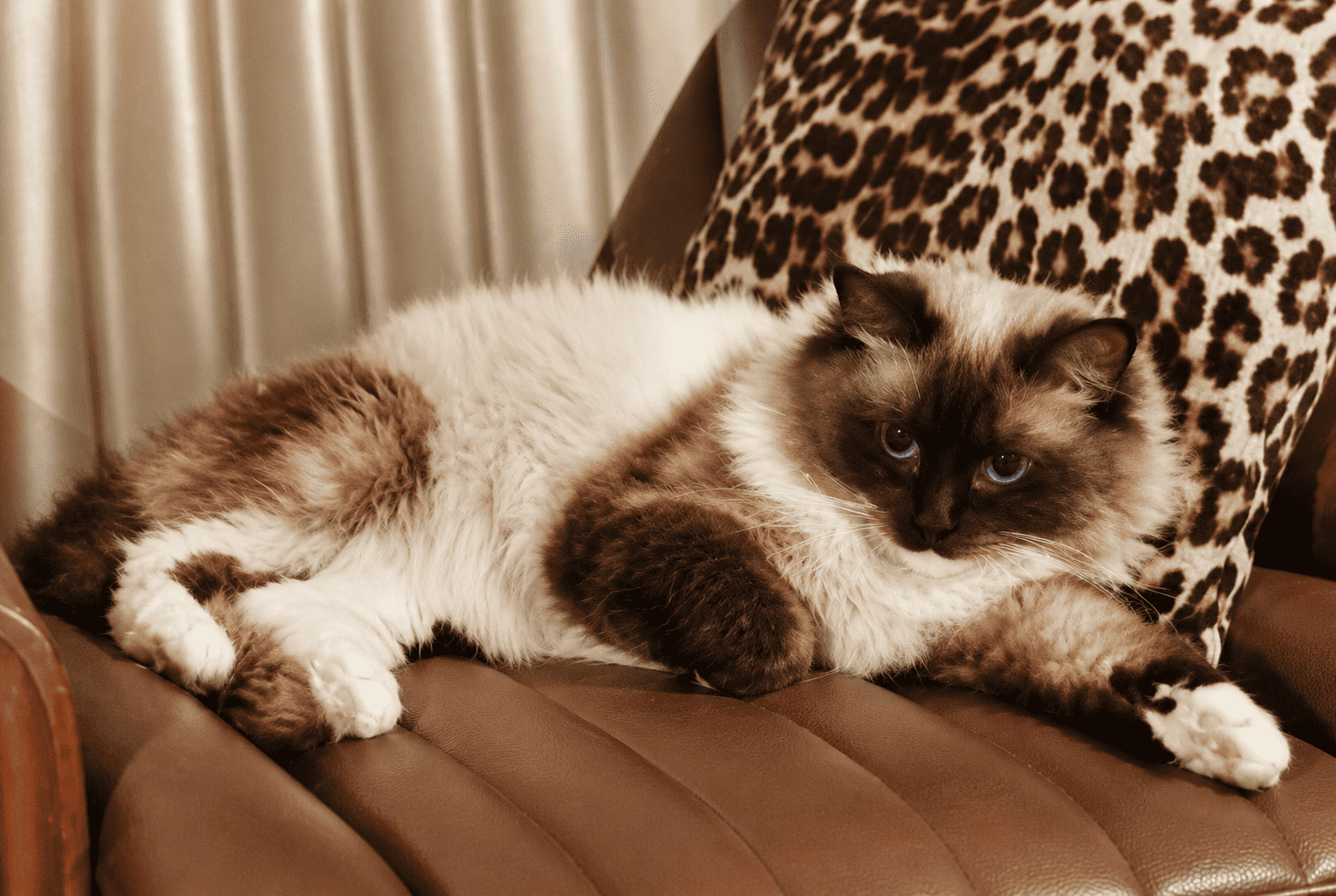seal mitted ragdoll