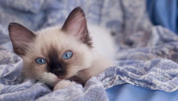 chaton ragdoll seal mitted