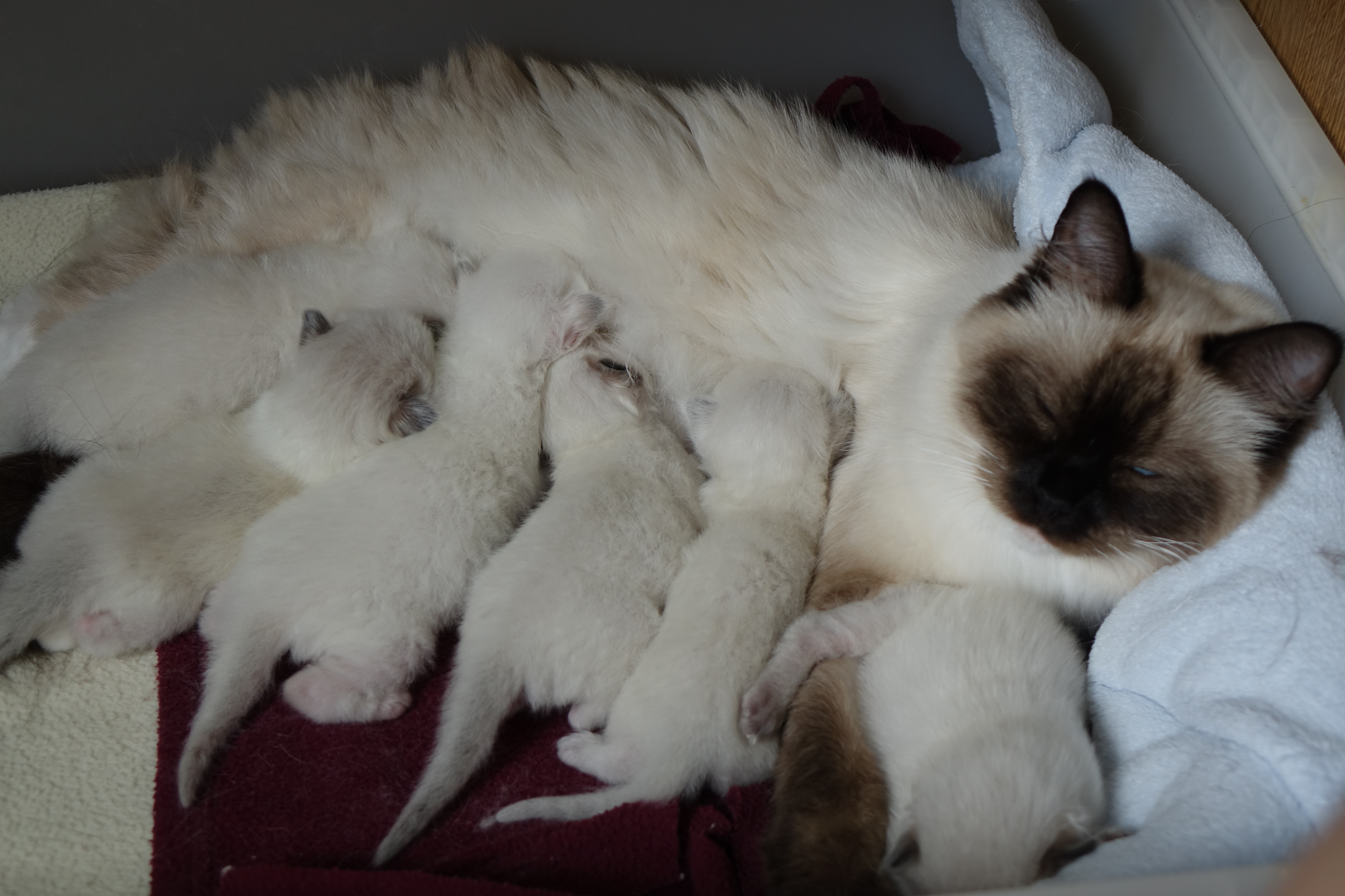 Photo chatons élevés en famille