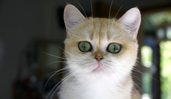 british golden shorthair