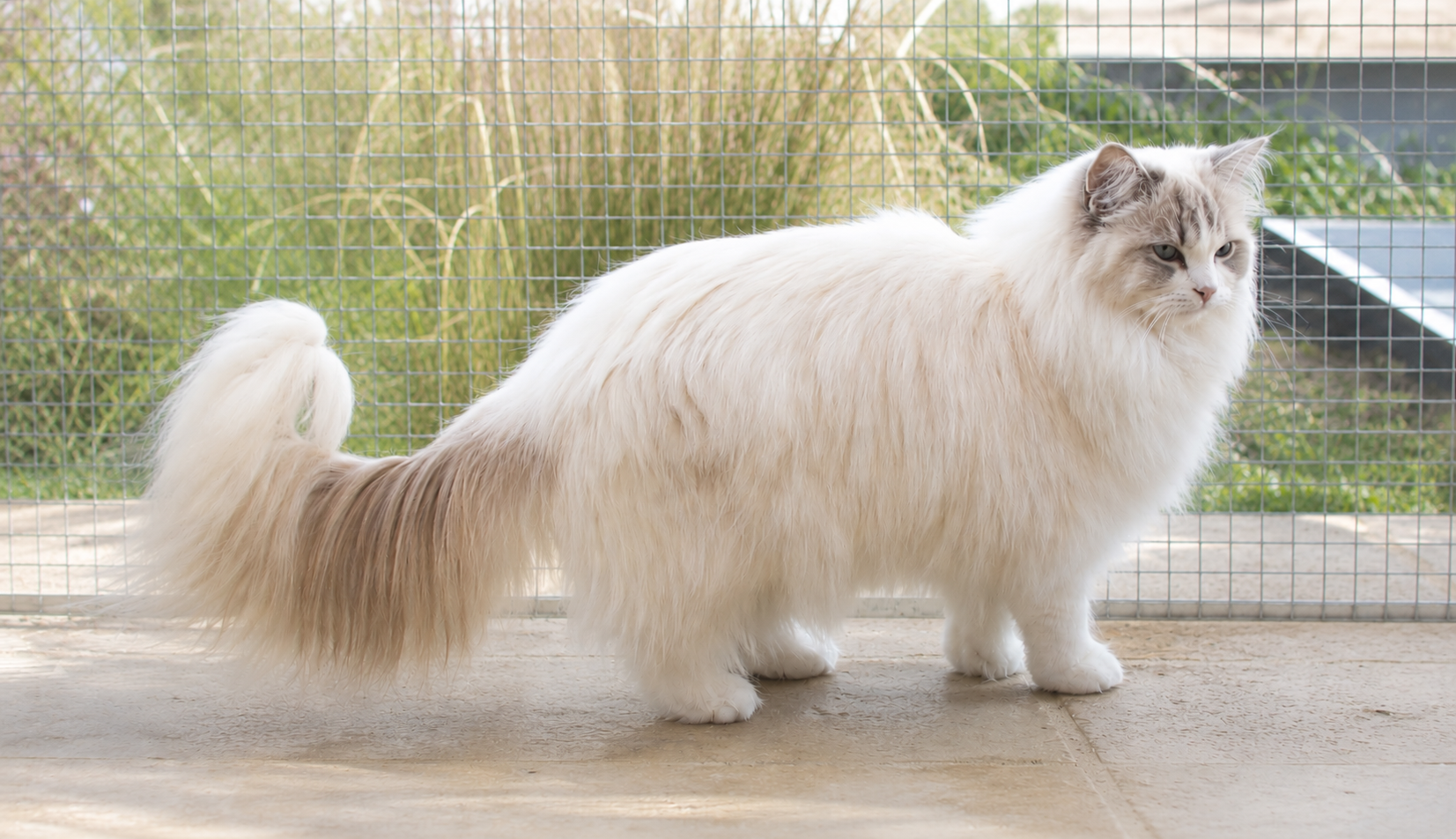 Flocon d'argent de La Rosdollane, gatito ragdoll blue mitted de ojos azules