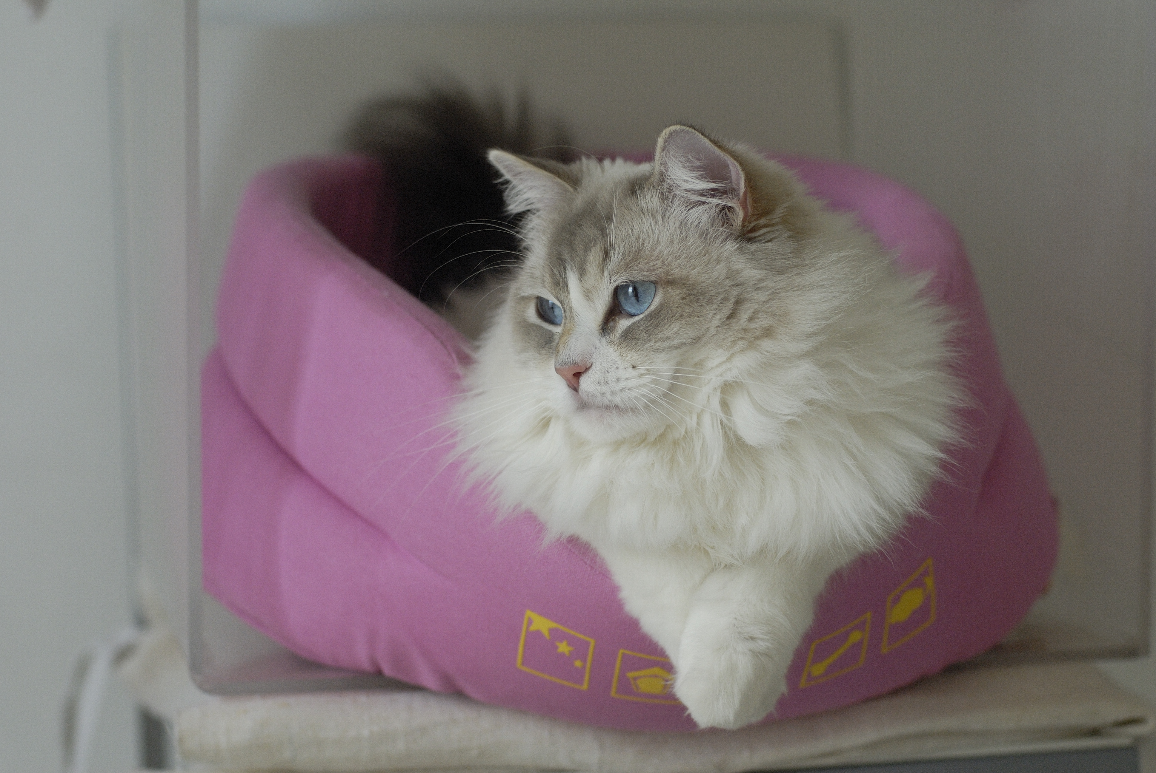 ragdoll blue tabby bicolor