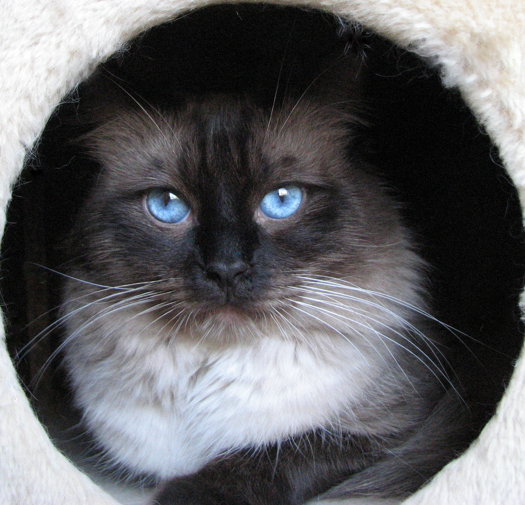 Crunch mâle ragdoll reproducteur