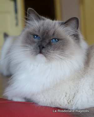 Guapa femelle ragdoll reproductrice