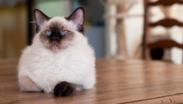 Ragdoll adulte seal tortie bicolore femelle