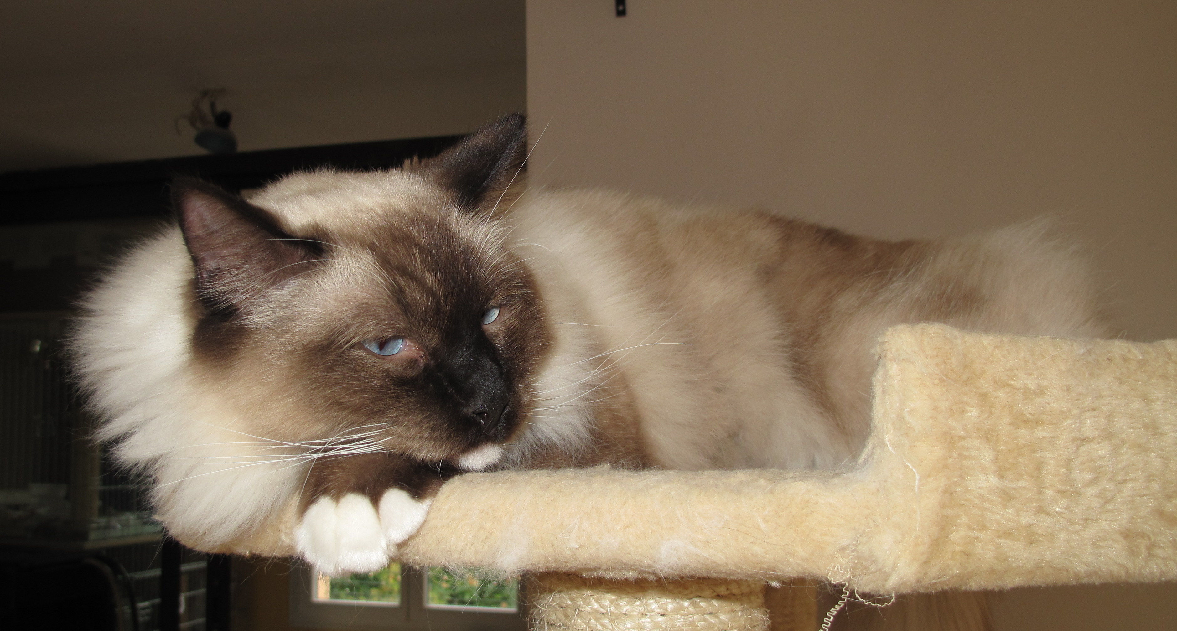 Hobiwan mâle ragdoll reproducteur