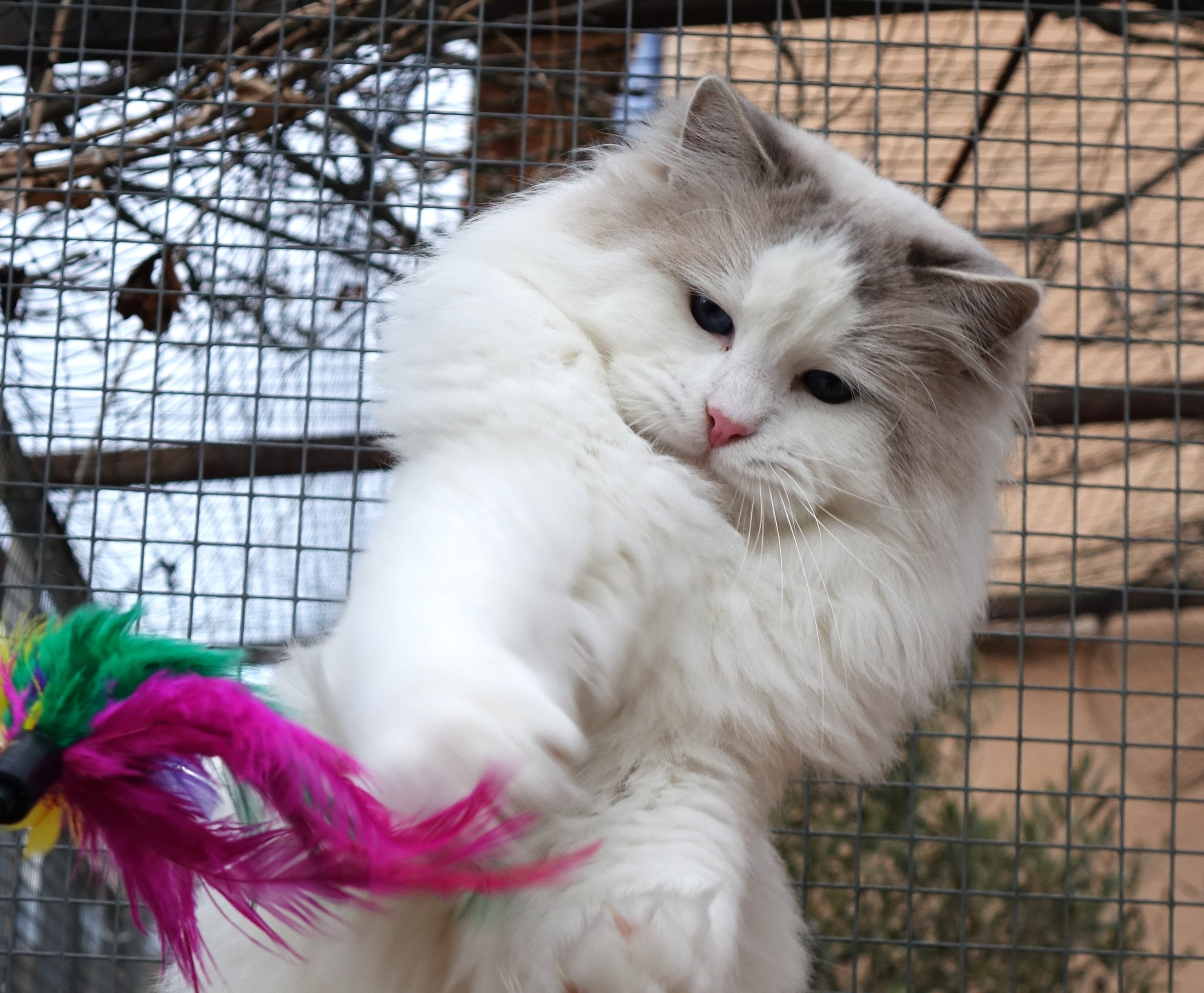 Janvier mâle ragdoll reproducteur