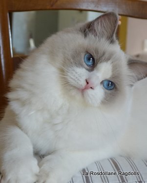Muffin