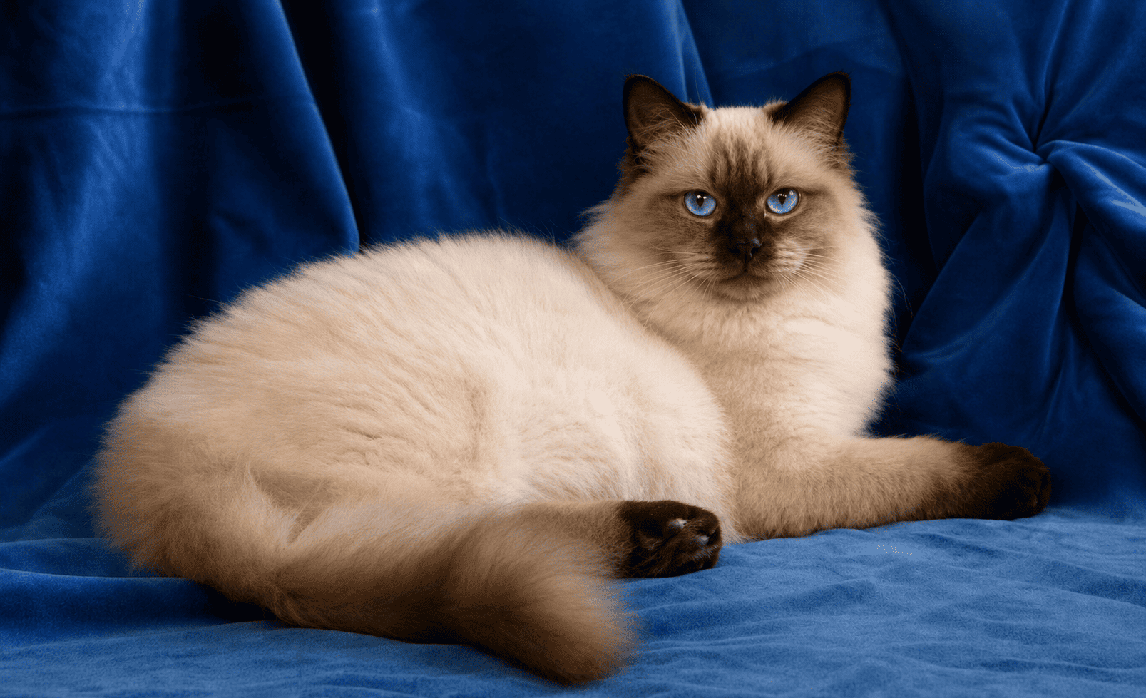 mâle seal point ragdoll reproducteur
