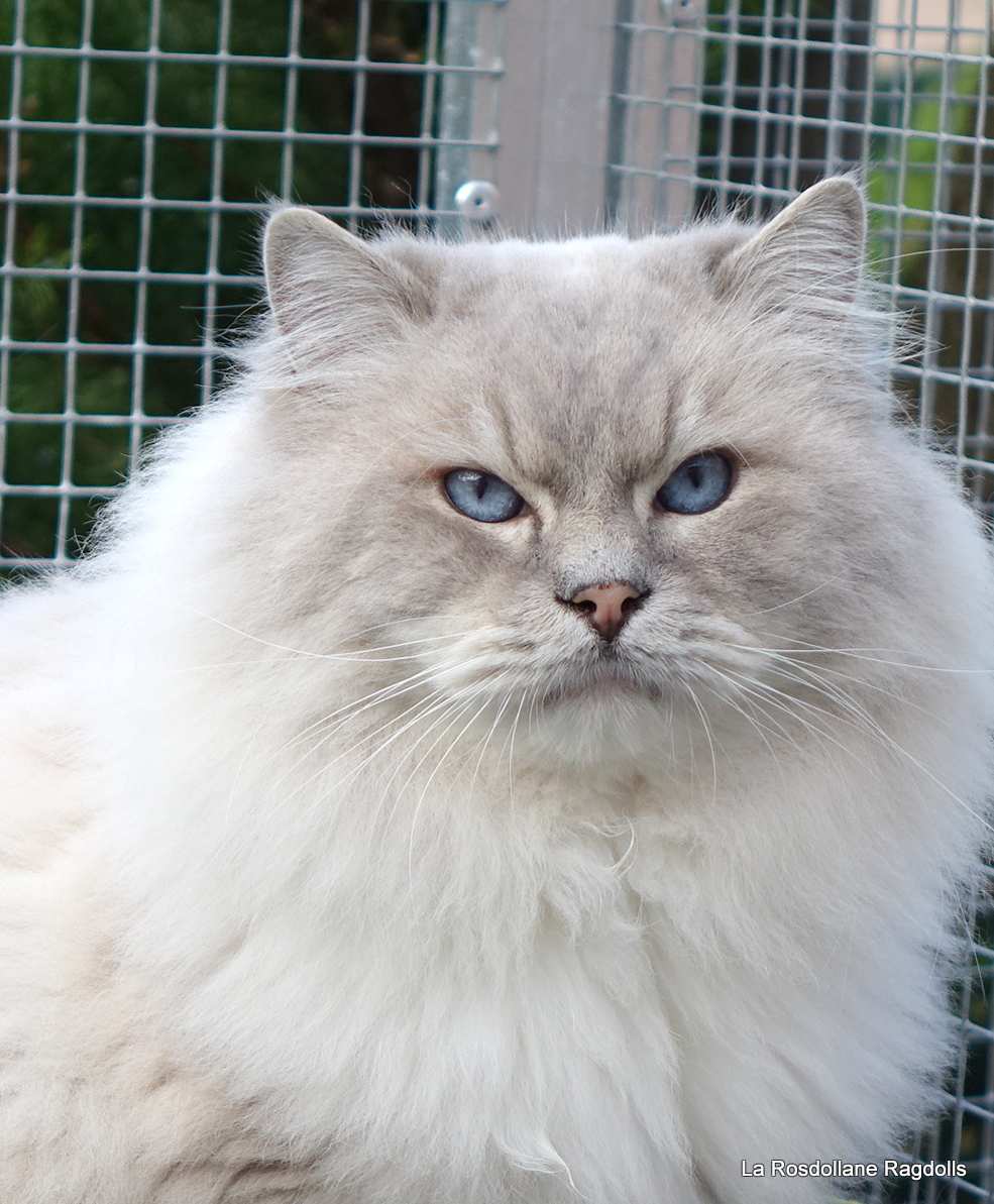 Teddy mâle ragdoll reproducteur