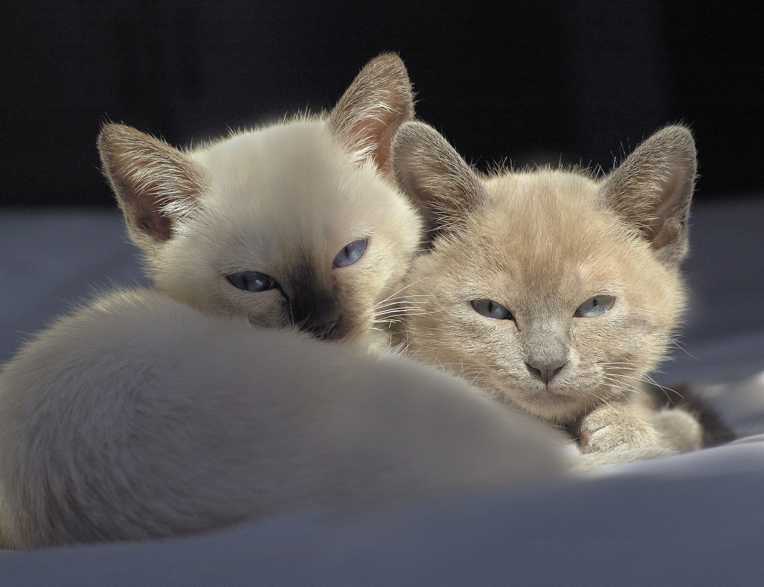two tonkinese kittens