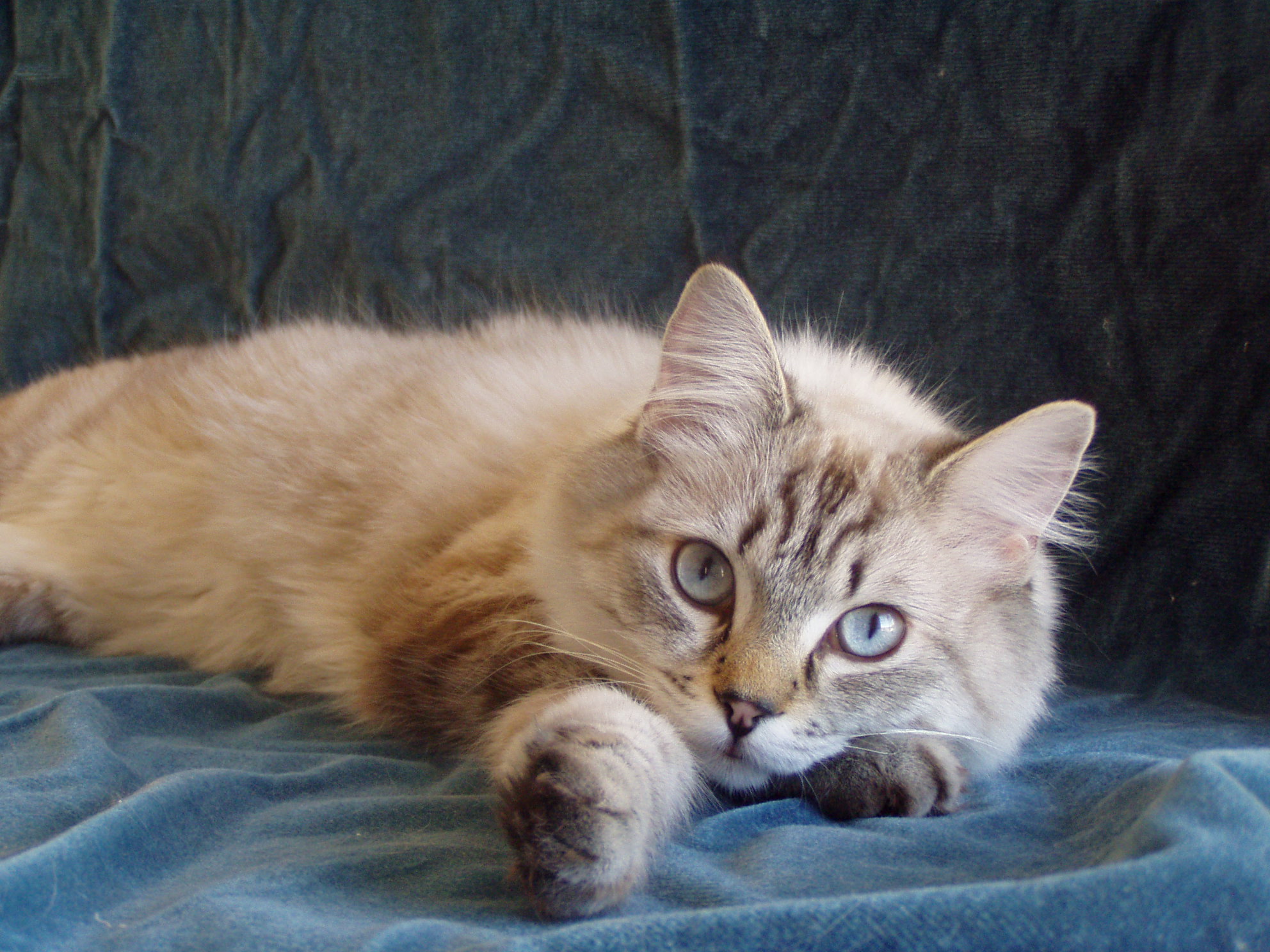 Venus femelle ragdoll reproductrice