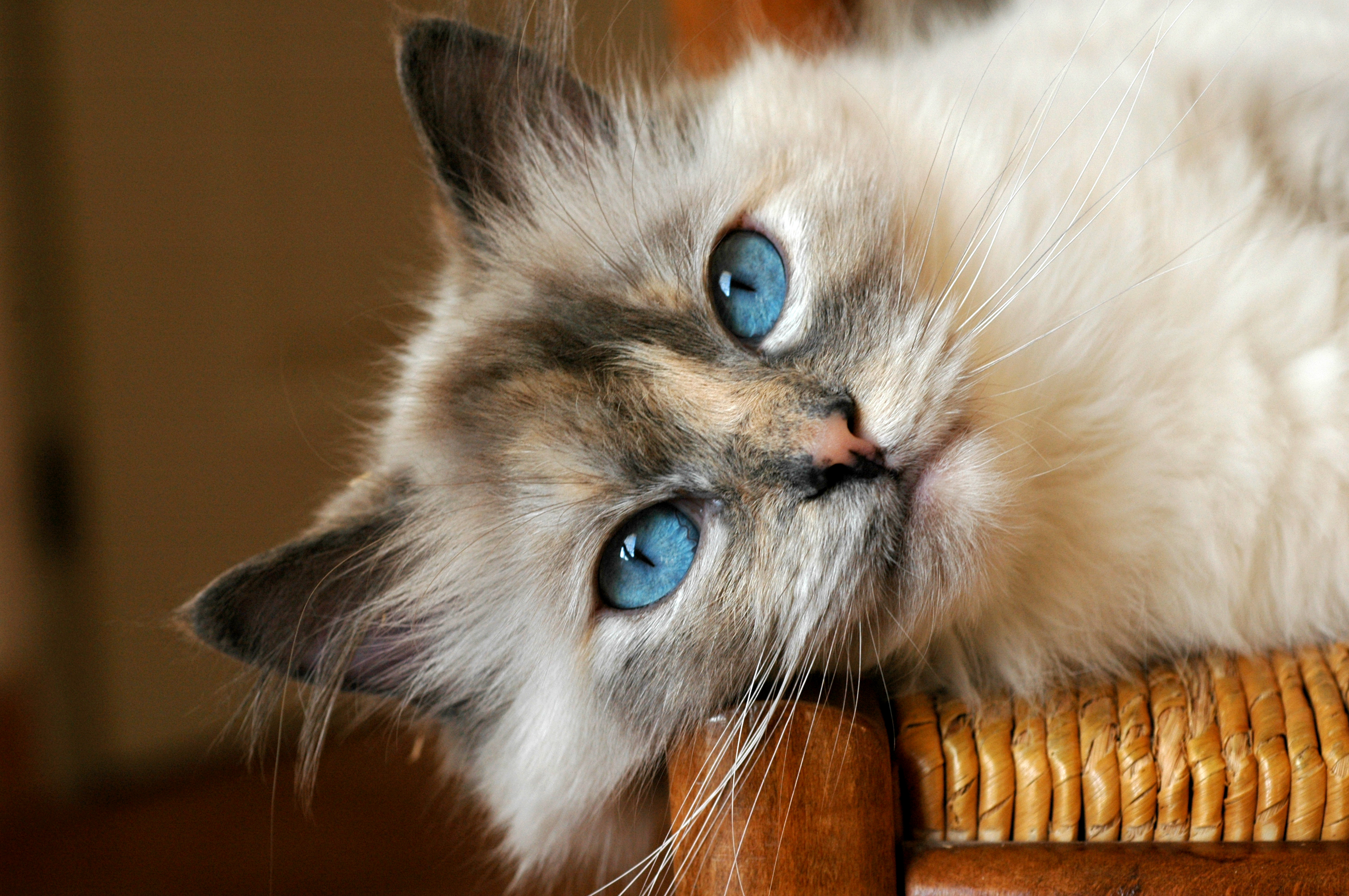 Photo chatons élevés en famille