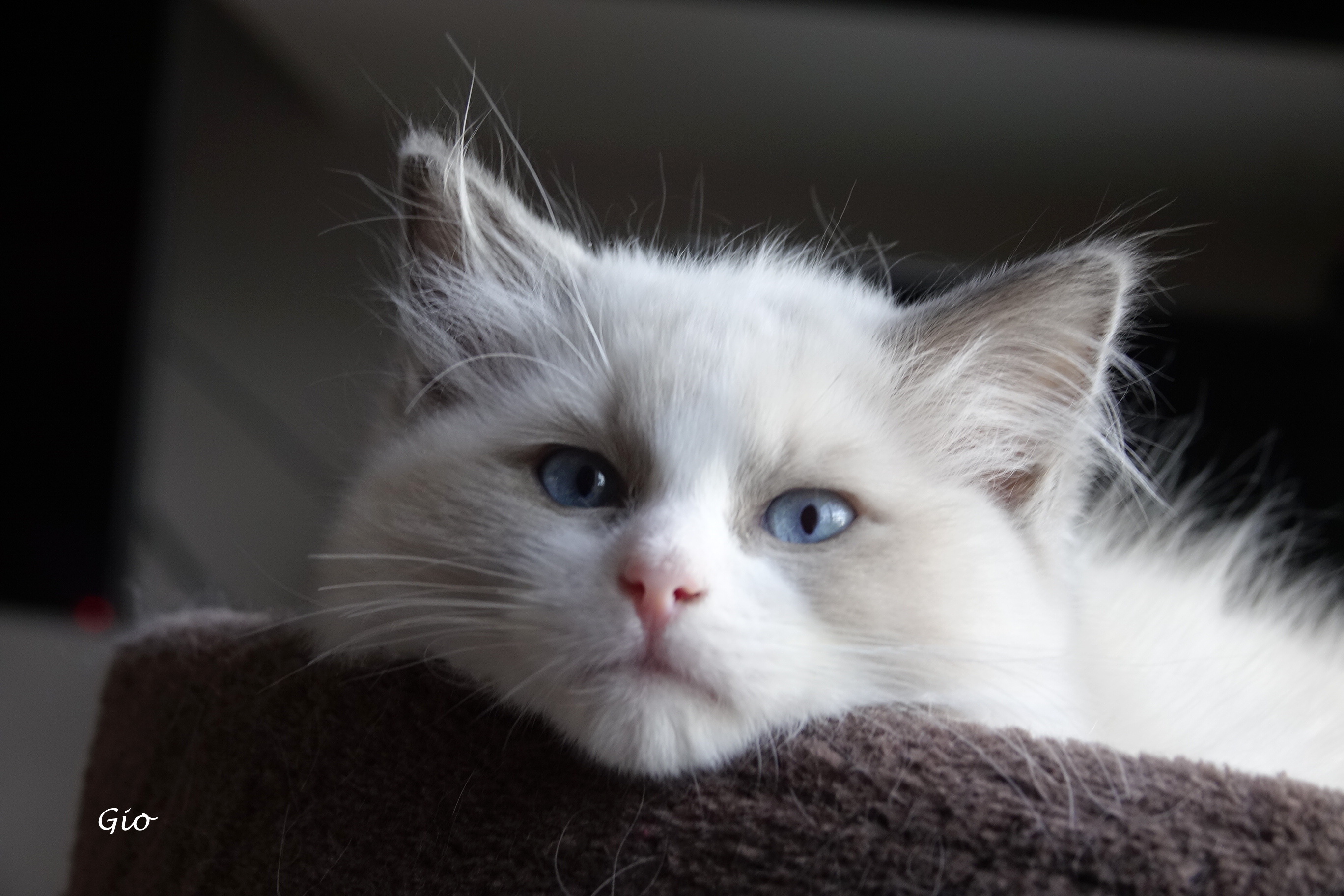Gio de La Rosdollane, gatito ragdoll blue mitted de ojos azules