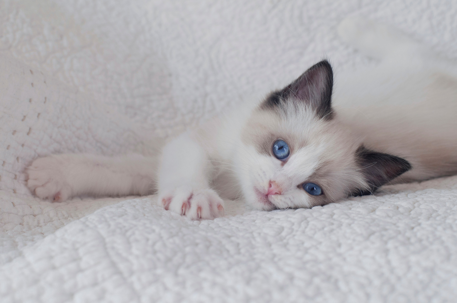 Haiku de La Rosdollane, gatito ragdoll blue mitted de ojos azules