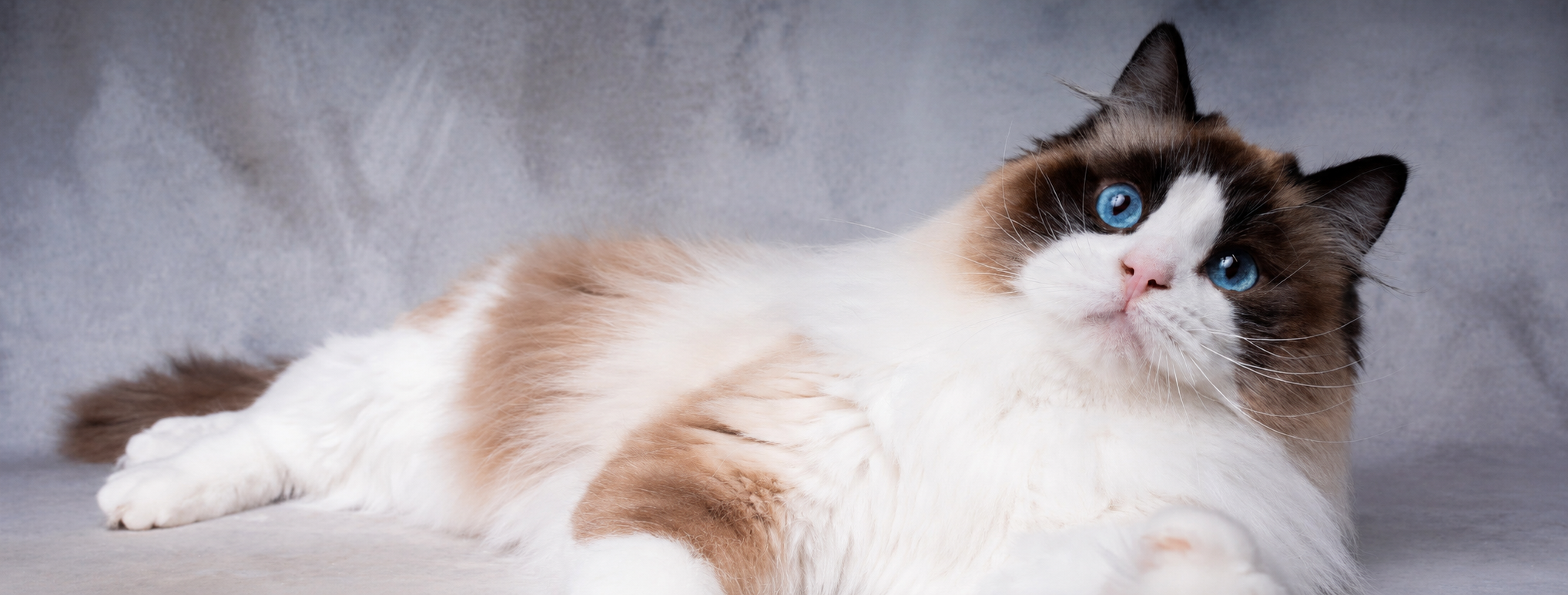 ragdoll stud seal bicolore