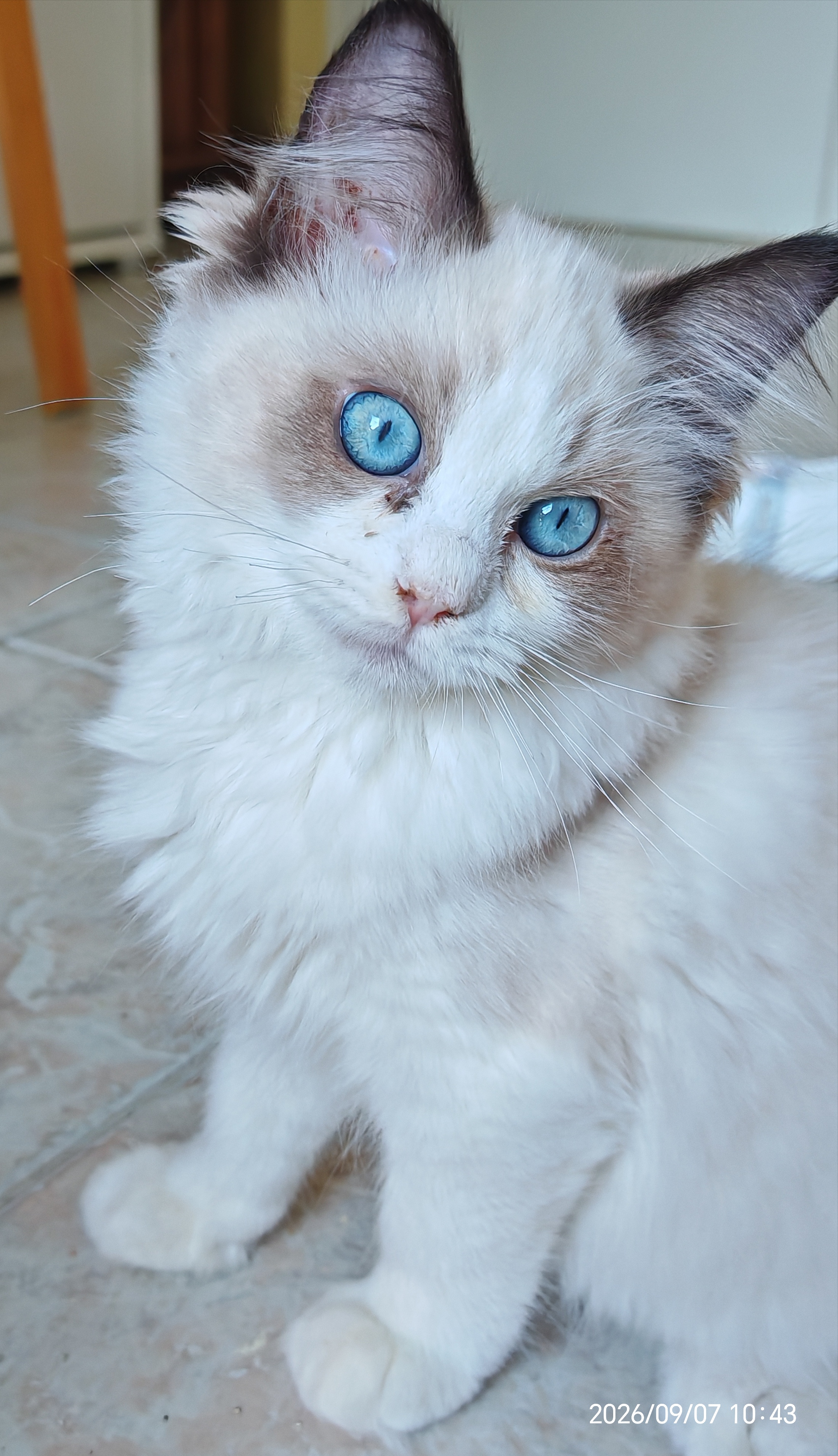 Bonita