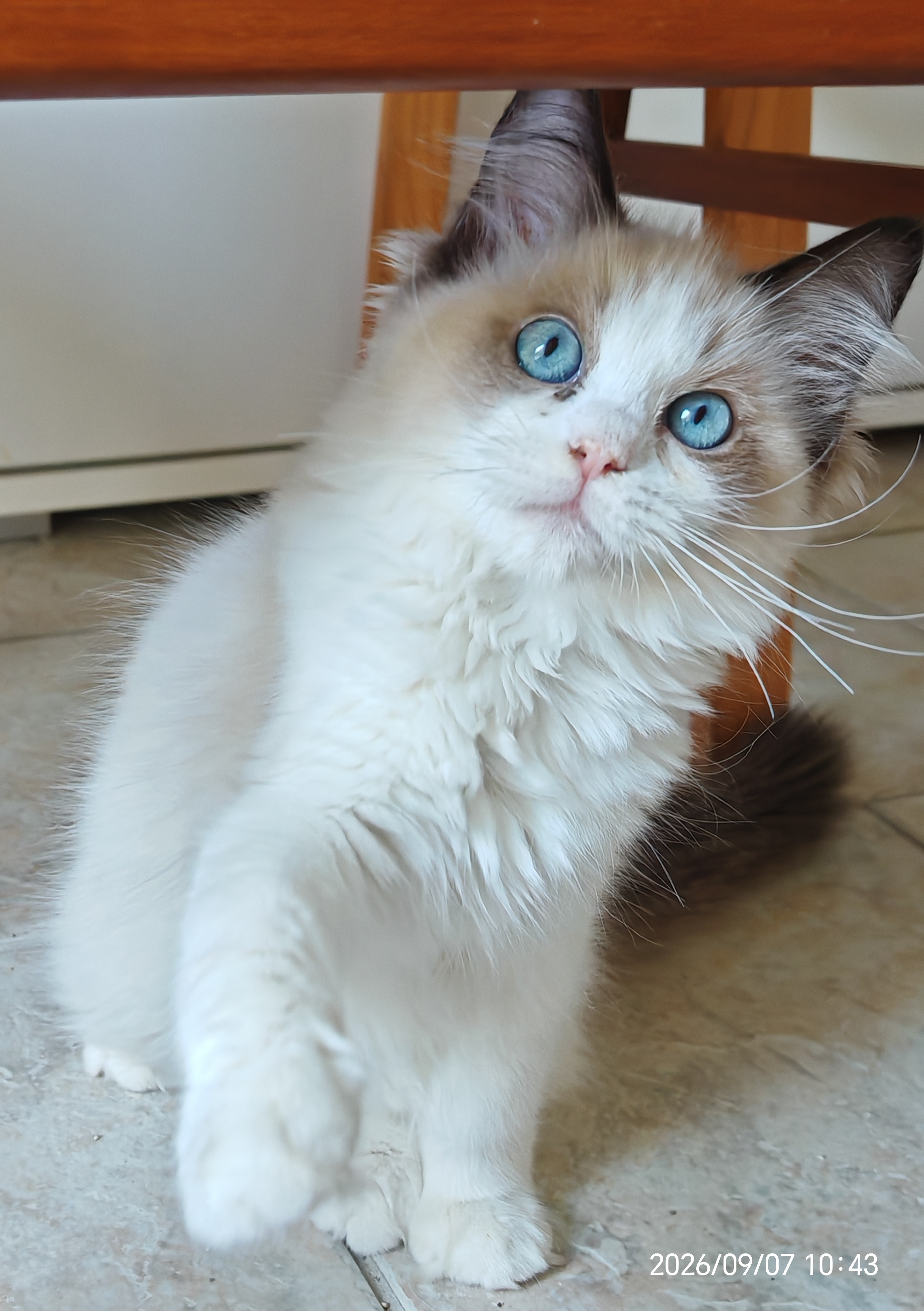 Bonita