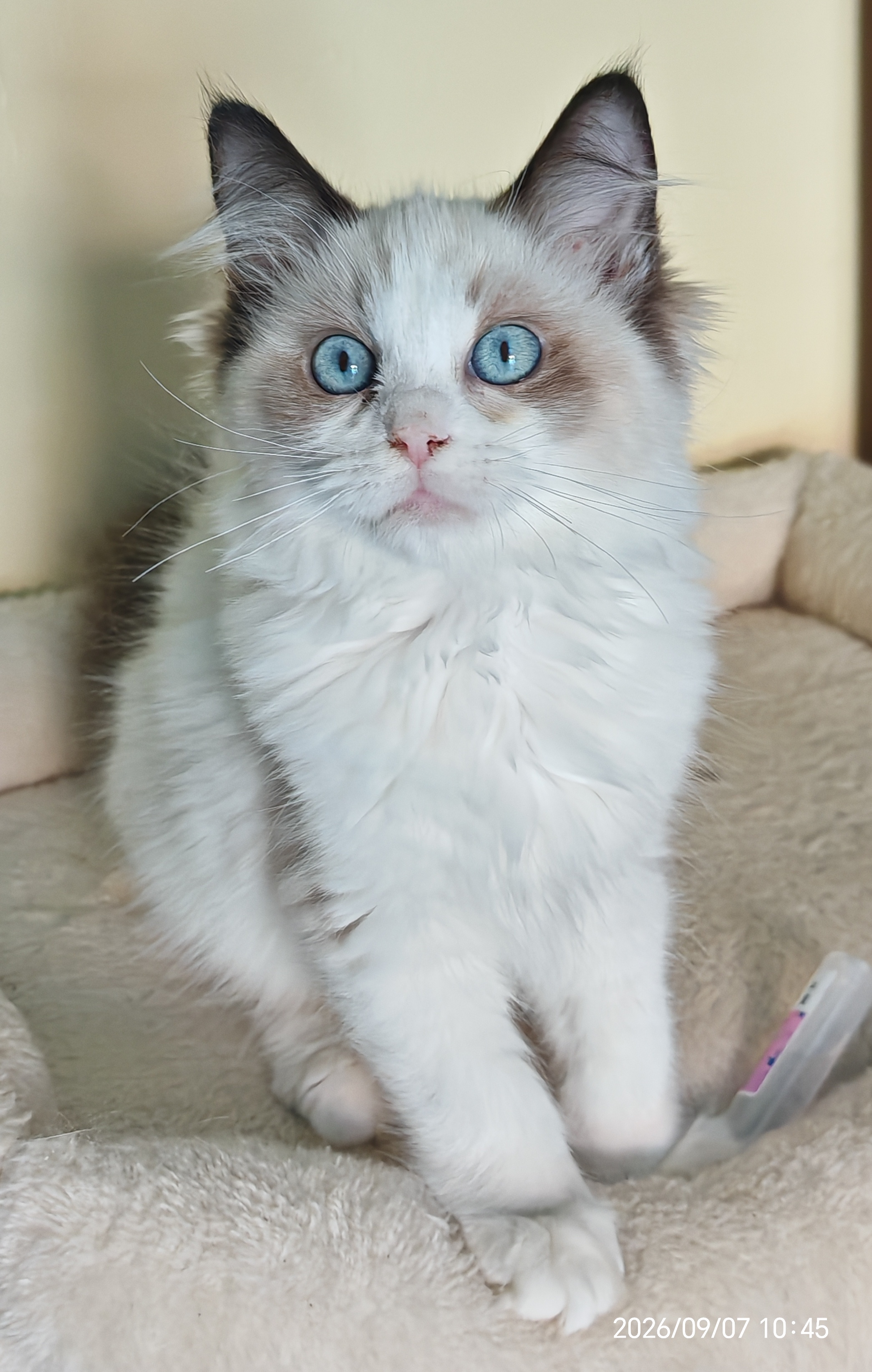 Bonita