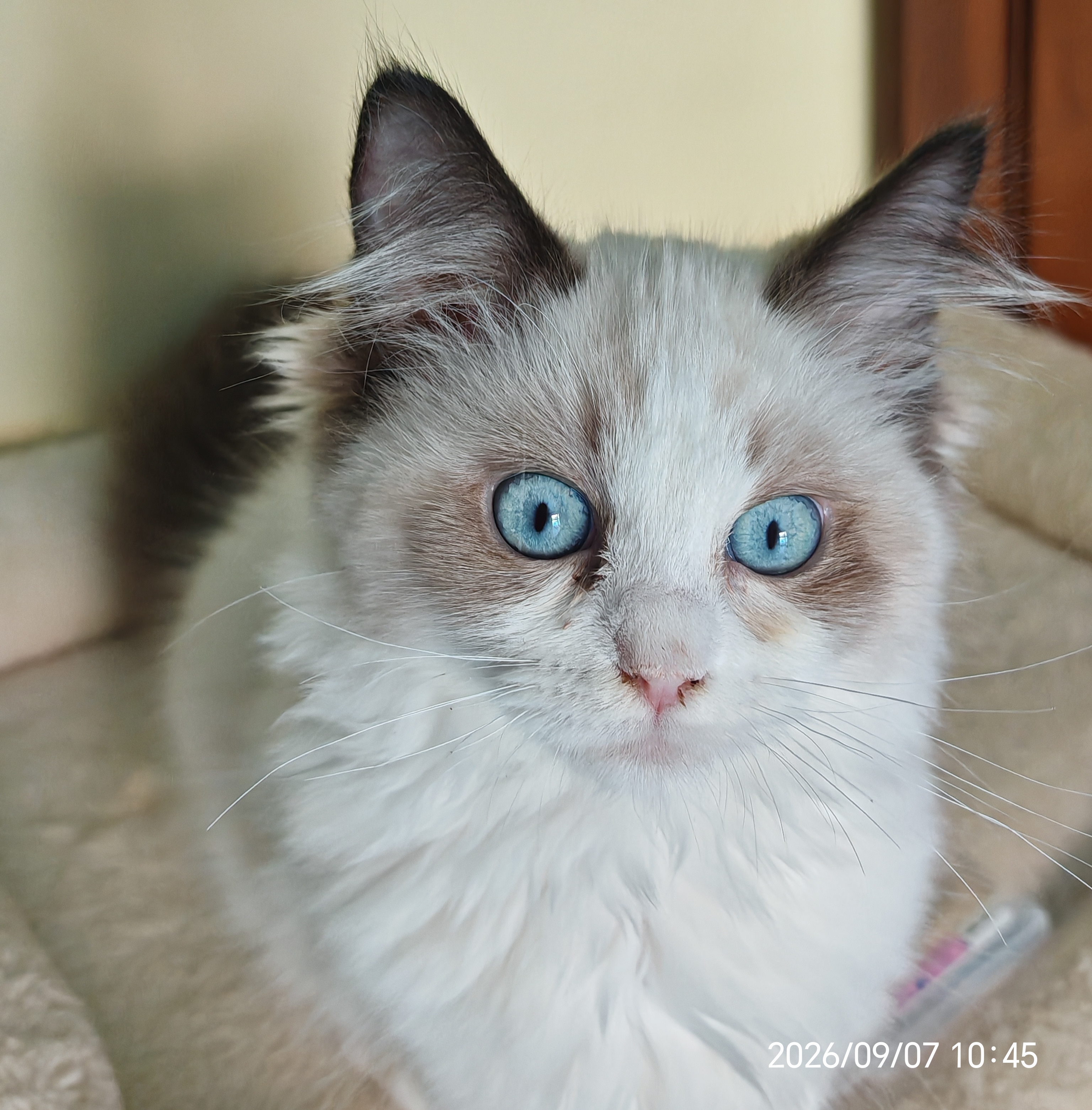 Bonita