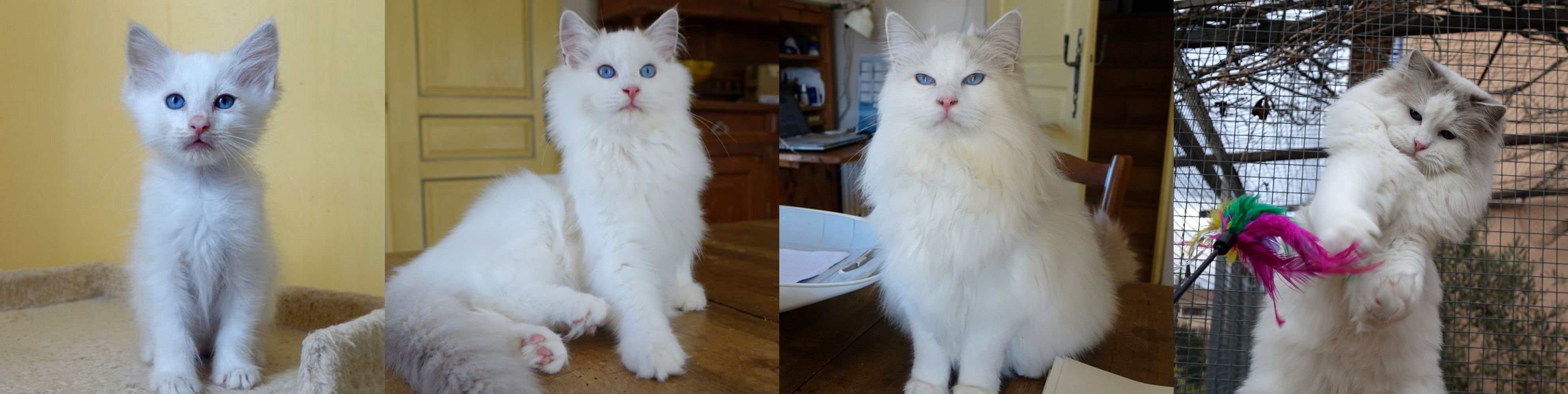 Janvier de la Rosdollane, gato ragdoll blue bicolor de ojos azules