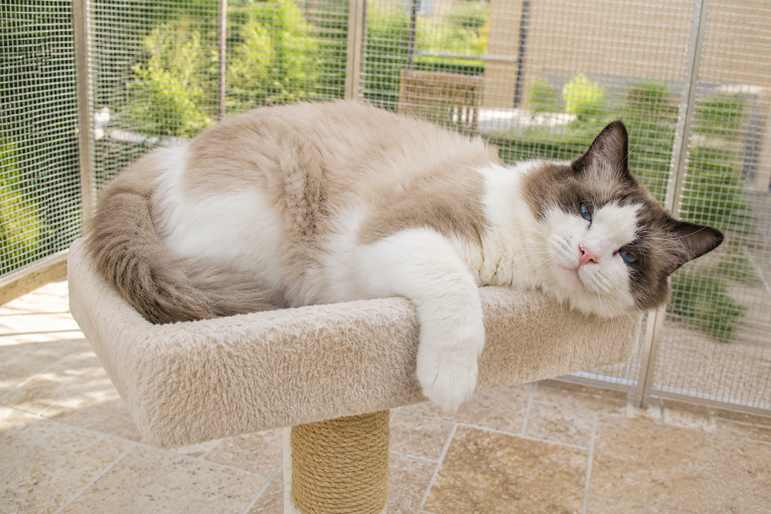 ragdoll bicolor