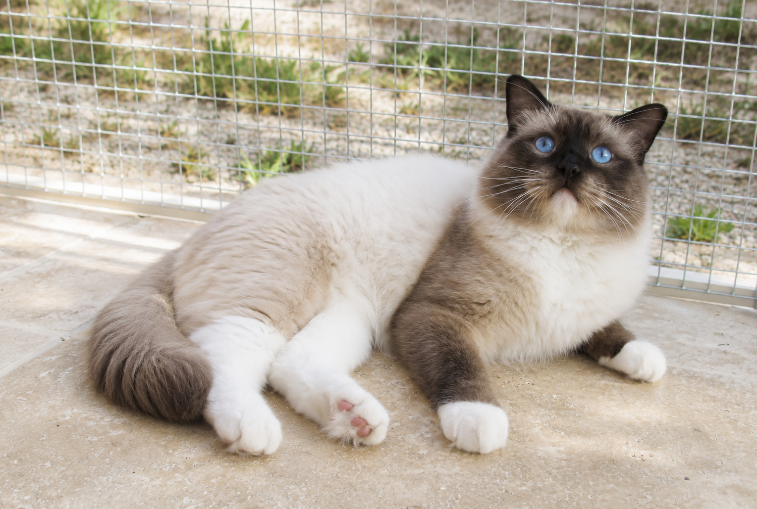 ragdoll mitted