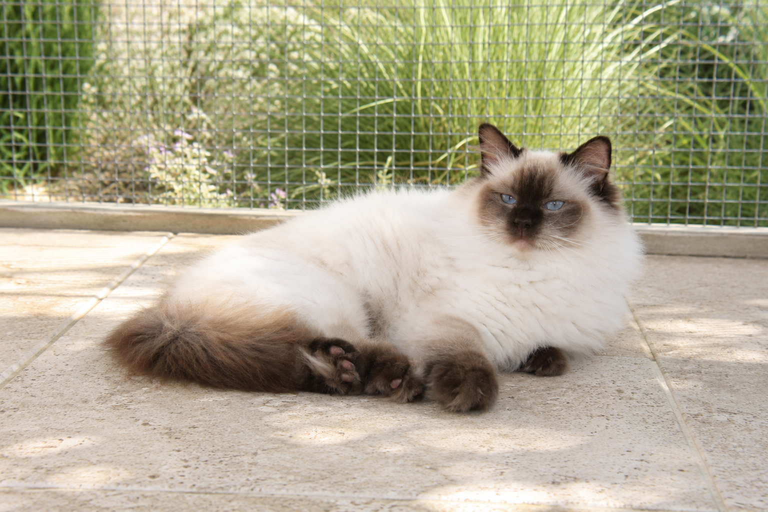 ragdoll colorpoint
