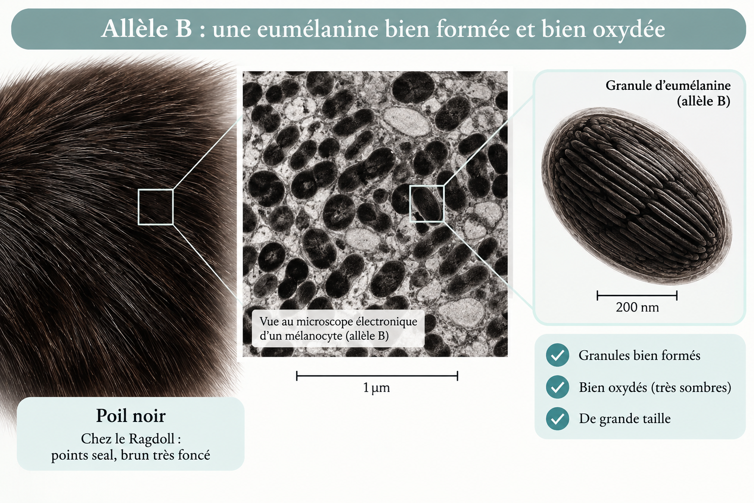 Allèle B et eumélanine noire bien formée