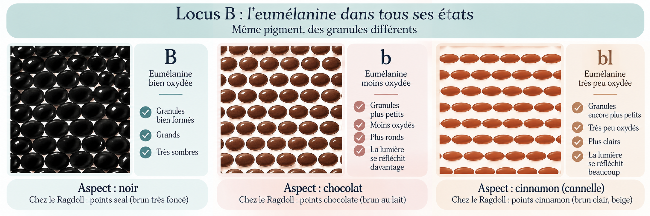 Comparaison des effets des allèles B, b et bl sur l’eumélanine