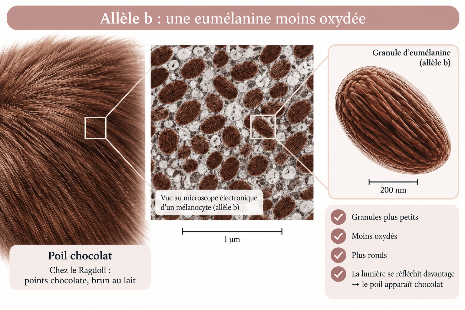 Allèle b et eumélanine brune moins oxydée