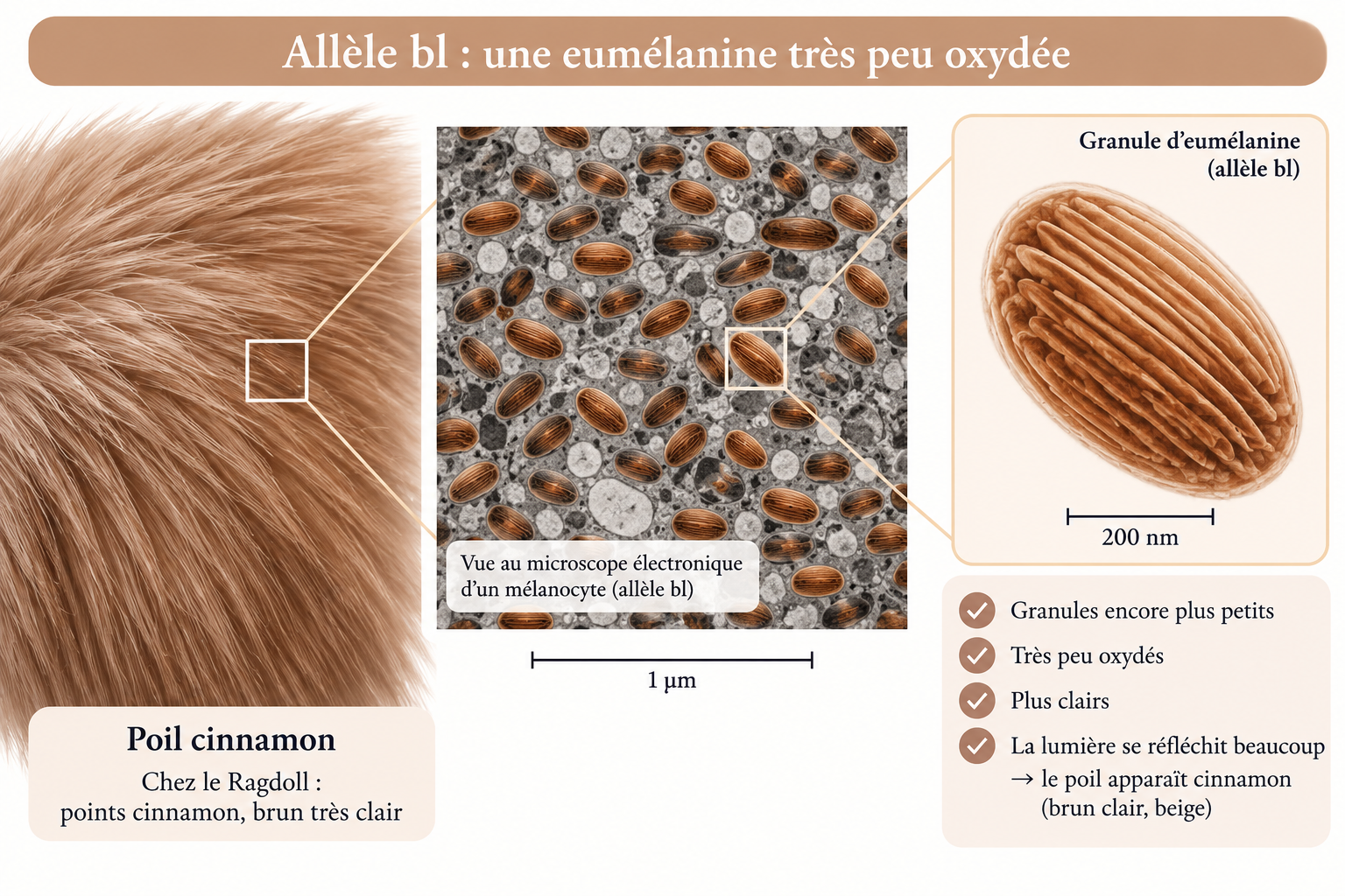 Allèle bl et eumélanine cinnamon très peu oxydée