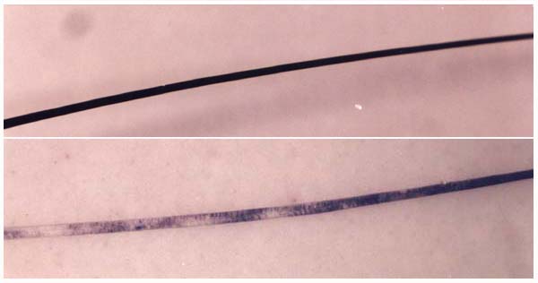 Comparaison microscopique d’un poil seal et d’un poil blue