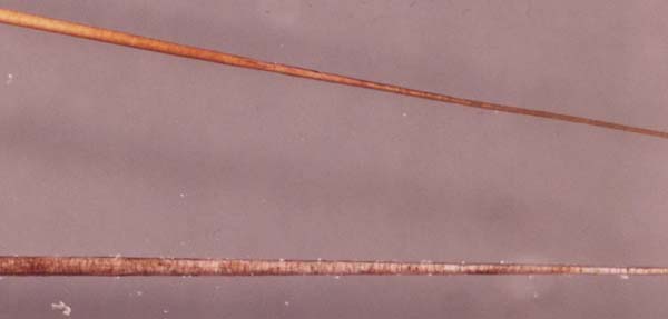 Comparaison microscopique d’un poil cinnamon et d’un poil fawn