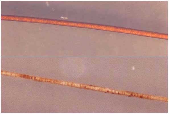 Comparaison microscopique d’un poil red et d’un poil cream