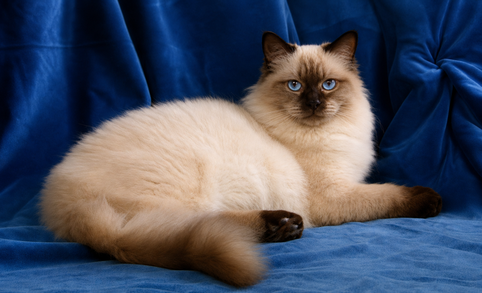 mâle seal point ragdoll reproducteur