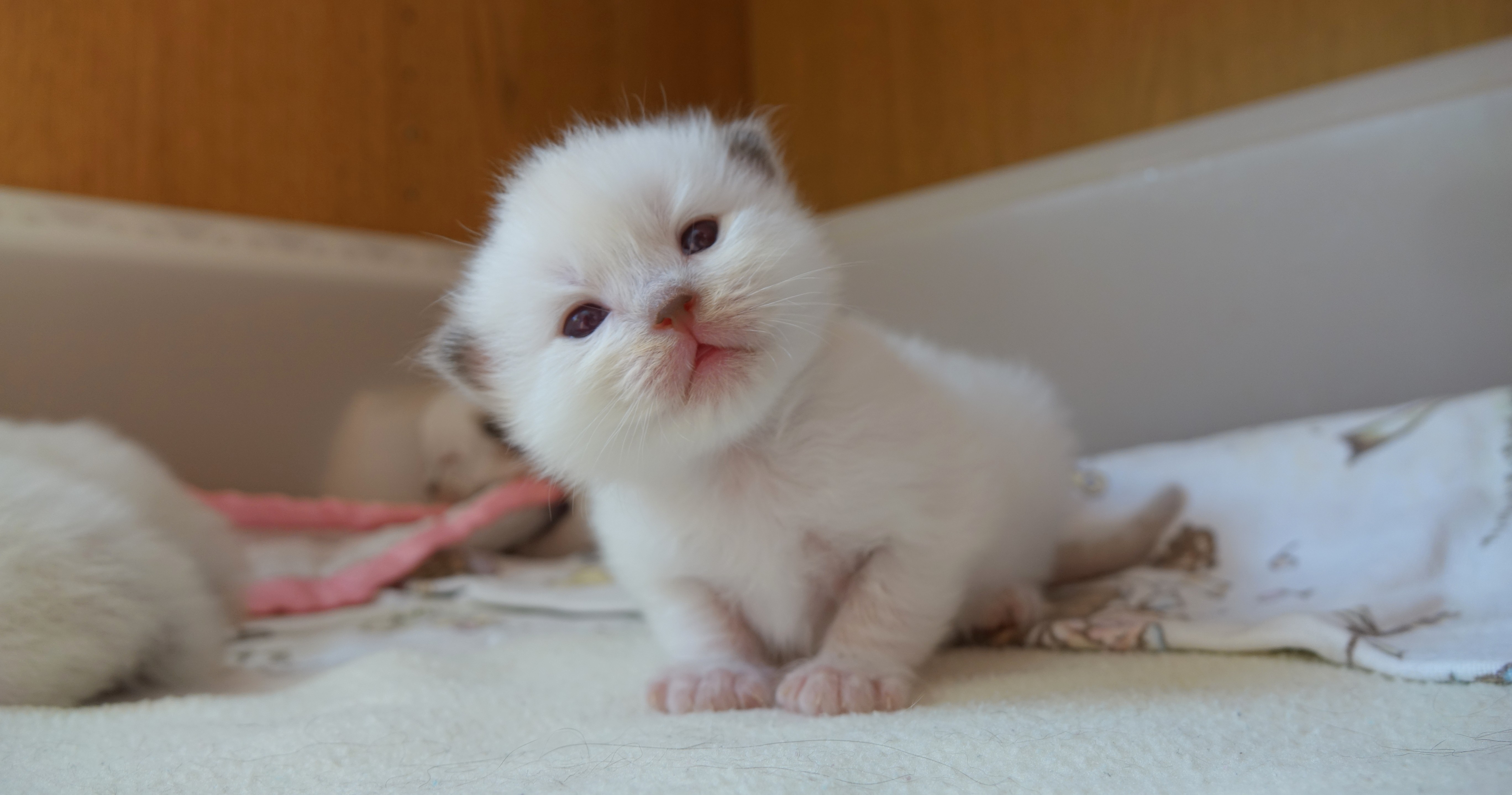 gatito ragdoll
