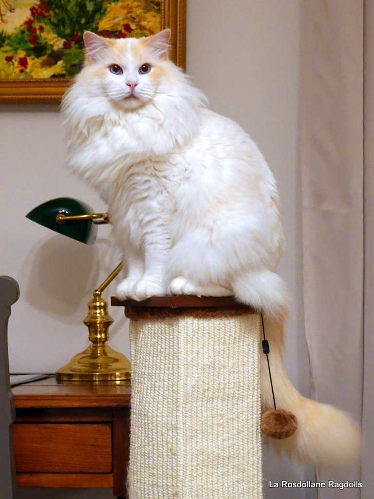 ragdoll mitted