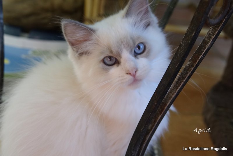 Agrid, petit male ragdoll
