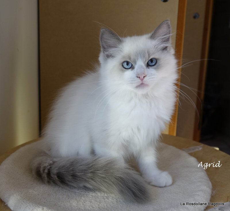 Agrid, chaton ragdoll en seance photo