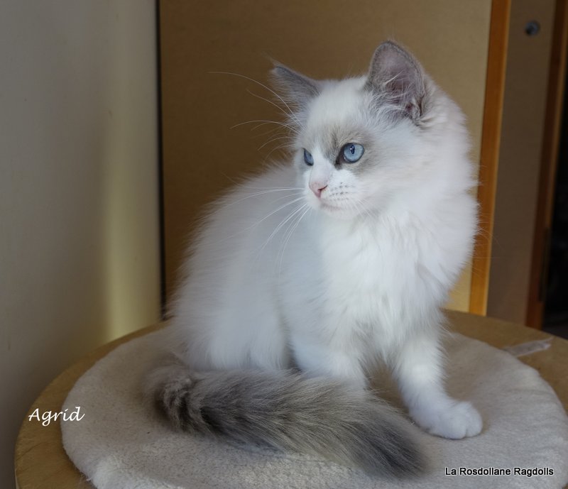 Agrid, chaton ragdoll blue mitted