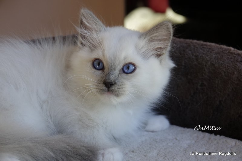 Portrait d'Akim, chaton ragdoll