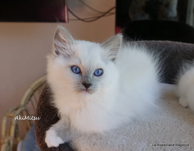 Akim, portrait de chaton ragdoll
